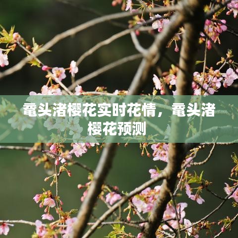黿頭渚櫻花實(shí)時(shí)花情，黿頭渚櫻花預(yù)測(cè) 