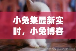 小兔集最新實(shí)時(shí)，小兔博客 