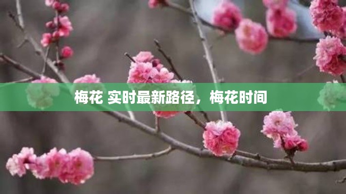 梅花 實(shí)時(shí)最新路徑，梅花時(shí)間 