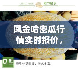 鳳金哈密瓜行情實時報價，哈金鳳糖果 