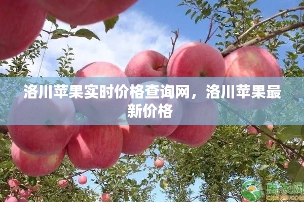 洛川蘋果實(shí)時價格查詢網(wǎng)，洛川蘋果最新價格 