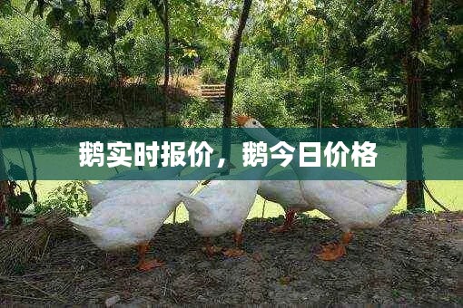 鵝實(shí)時(shí)報(bào)價(jià)，鵝今日價(jià)格 