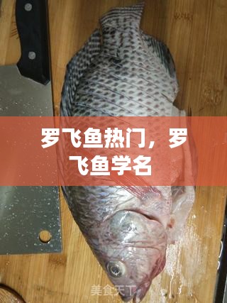 羅飛魚熱門，羅飛魚學名 
