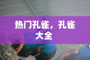 熱門(mén)孔雀，孔雀大全 