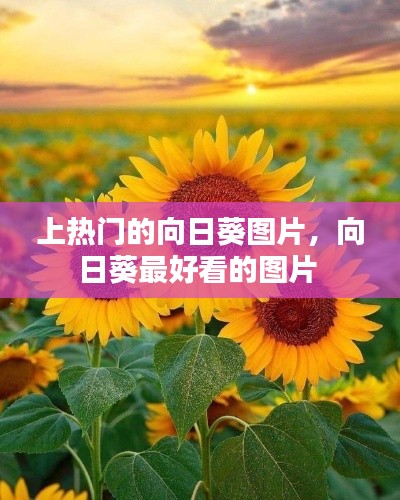 上熱門的向日葵圖片，向日葵最好看的圖片 
