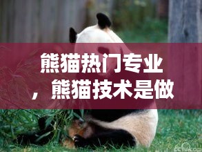 熊貓熱門專業(yè)，熊貓技術是做什么的 