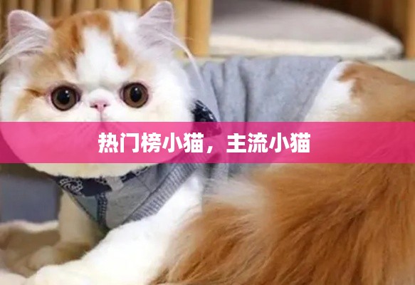 熱門榜小貓，主流小貓 