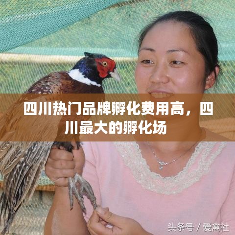 四川熱門(mén)品牌孵化費(fèi)用高，四川最大的孵化場(chǎng) 