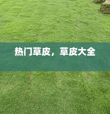 熱門草皮，草皮大全 