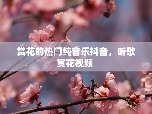 賞花的熱門純音樂(lè)抖音，聽(tīng)歌賞花視頻 