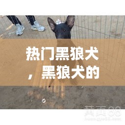 熱門黑狼犬，黑狼犬的優(yōu)點和缺點視頻 