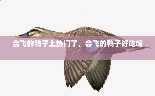 會(huì)飛的鴨子上熱門了，會(huì)飛的鴨子好吃嗎 