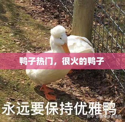 鴨子熱門，很火的鴨子 