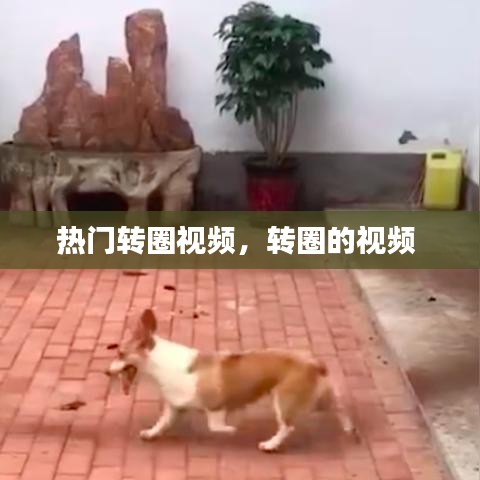 熱門轉(zhuǎn)圈視頻，轉(zhuǎn)圈的視頻 
