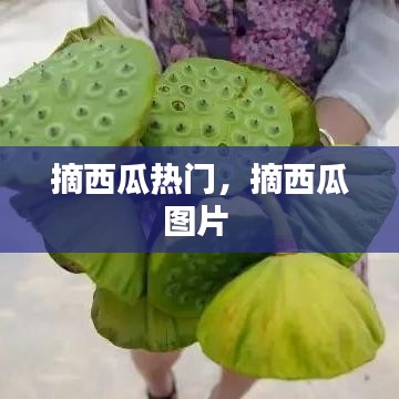 摘西瓜熱門，摘西瓜圖片 