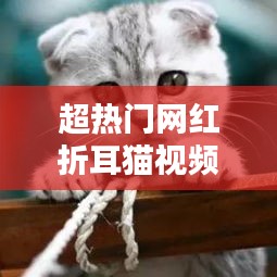 超熱門網(wǎng)紅折耳貓視頻，超熱門網(wǎng)紅折耳貓視頻 