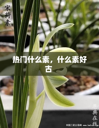 熱門什么素，什么素好古 