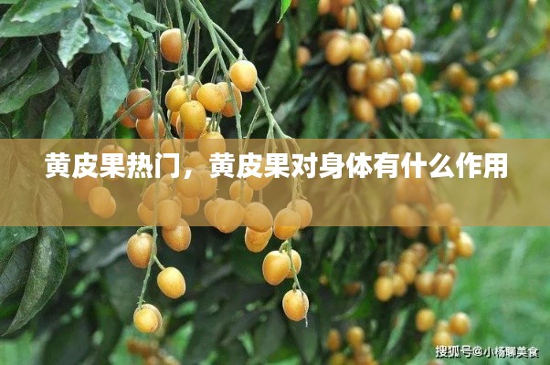 黃皮果熱門，黃皮果對身體有什么作用 