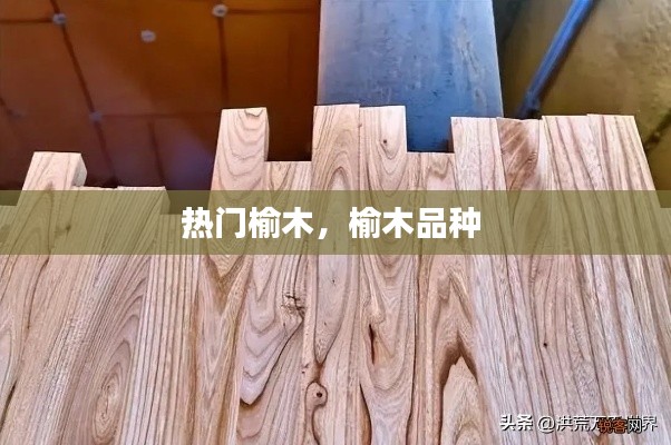 熱門榆木，榆木品種 
