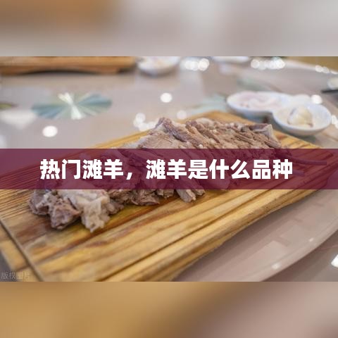 熱門灘羊，灘羊是什么品種 