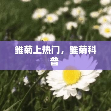 雛菊上熱門(mén)，雛菊科普 