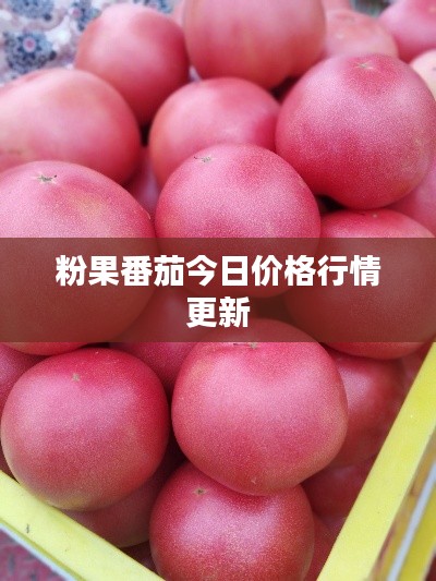粉果番茄今日價(jià)格行情更新