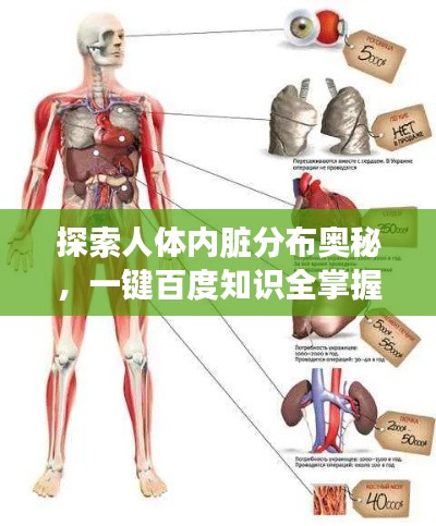 探索人體內(nèi)臟分布奧秘，一鍵百度知識全掌握