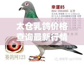 太倉乳鴿價格查詢最新行情：太倉賽鴿獲獎名單 