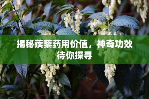 揭秘蒺藜藥用價(jià)值，神奇功效待你探尋