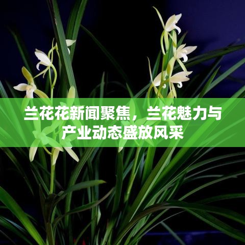 蘭花花新聞聚焦，蘭花魅力與產(chǎn)業(yè)動態(tài)盛放風采