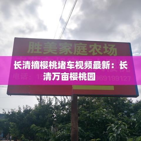長(zhǎng)清摘櫻桃堵車(chē)視頻最新：長(zhǎng)清萬(wàn)畝櫻桃園 