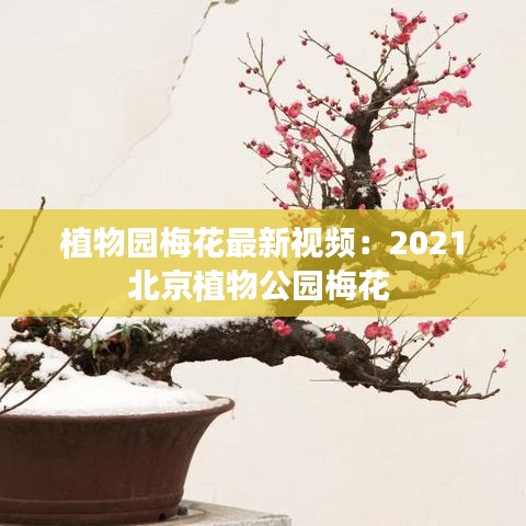 植物園梅花最新視頻：2021北京植物公園梅花 