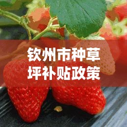 欽州市種草坪補貼政策最新：2020年欽州草莓園采摘地址 
