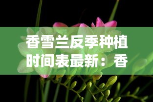 香雪蘭反季種植時間表最新：香雪蘭播種最佳時間 