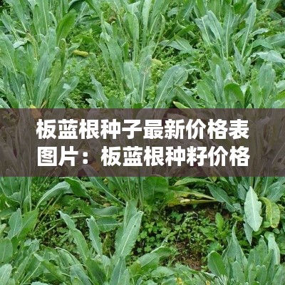 板藍根種子最新價格表圖片：板藍根種籽價格 
