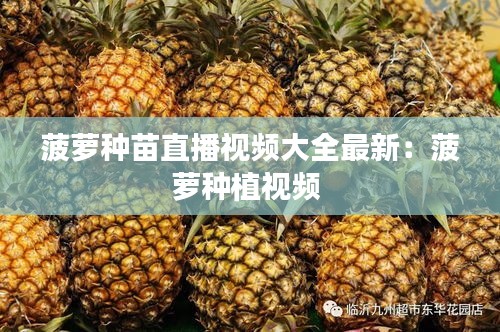 菠蘿種苗直播視頻大全最新：菠蘿種植視頻 