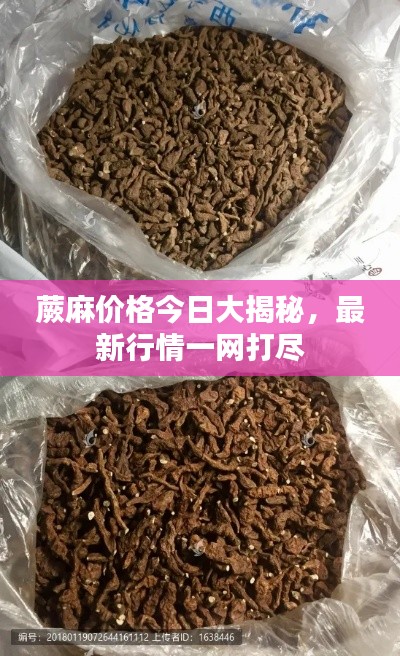 蕨麻價(jià)格今日大揭秘，最新行情一網(wǎng)打盡
