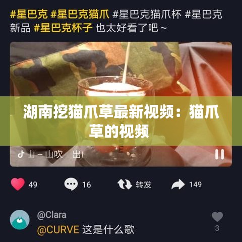 湖南挖貓爪草最新視頻：貓爪草的視頻 