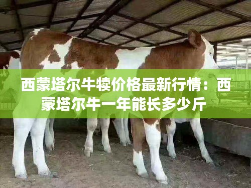 西蒙塔爾牛犢價格最新行情：西蒙塔爾牛一年能長多少斤 