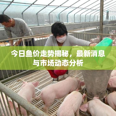 今日魚價走勢揭秘，最新消息與市場動態(tài)分析