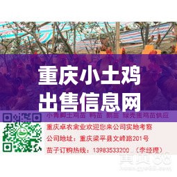 重慶小土雞出售信息網(wǎng)最新：重慶土雞苗批發(fā)市場地址 