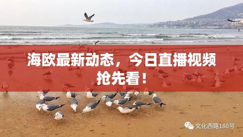 海歐最新動(dòng)態(tài)，今日直播視頻搶先看！