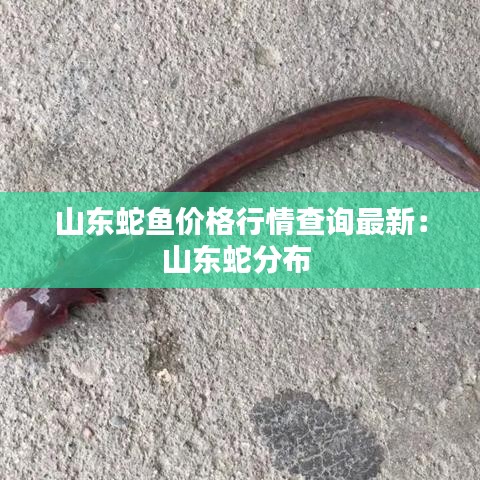 山東蛇魚價格行情查詢最新：山東蛇分布 