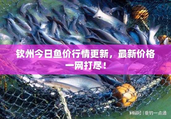 欽州今日魚價(jià)行情更新，最新價(jià)格一網(wǎng)打盡！
