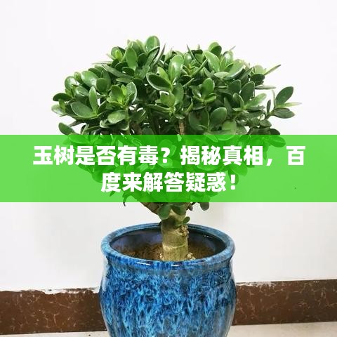 玉樹是否有毒？揭秘真相，百度來解答疑惑！