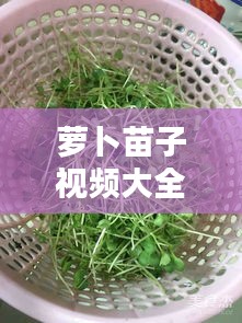 蘿卜苗子視頻大全集最新：蘿卜苗的制作方法 