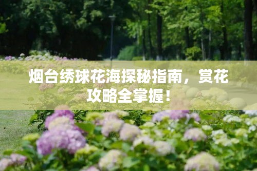 煙臺繡球花海探秘指南，賞花攻略全掌握！