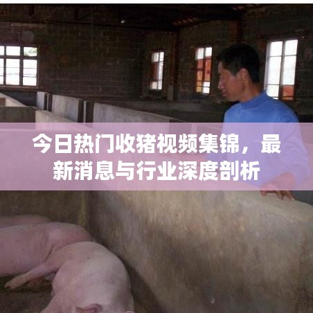 今日熱門收豬視頻集錦，最新消息與行業(yè)深度剖析