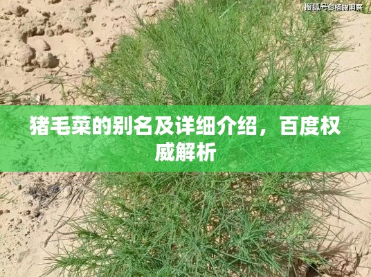 豬毛菜的別名及詳細(xì)介紹，百度權(quán)威解析