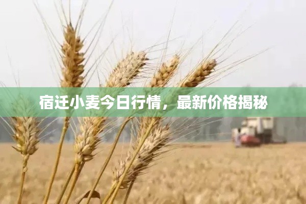 宿遷小麥今日行情，最新價格揭秘